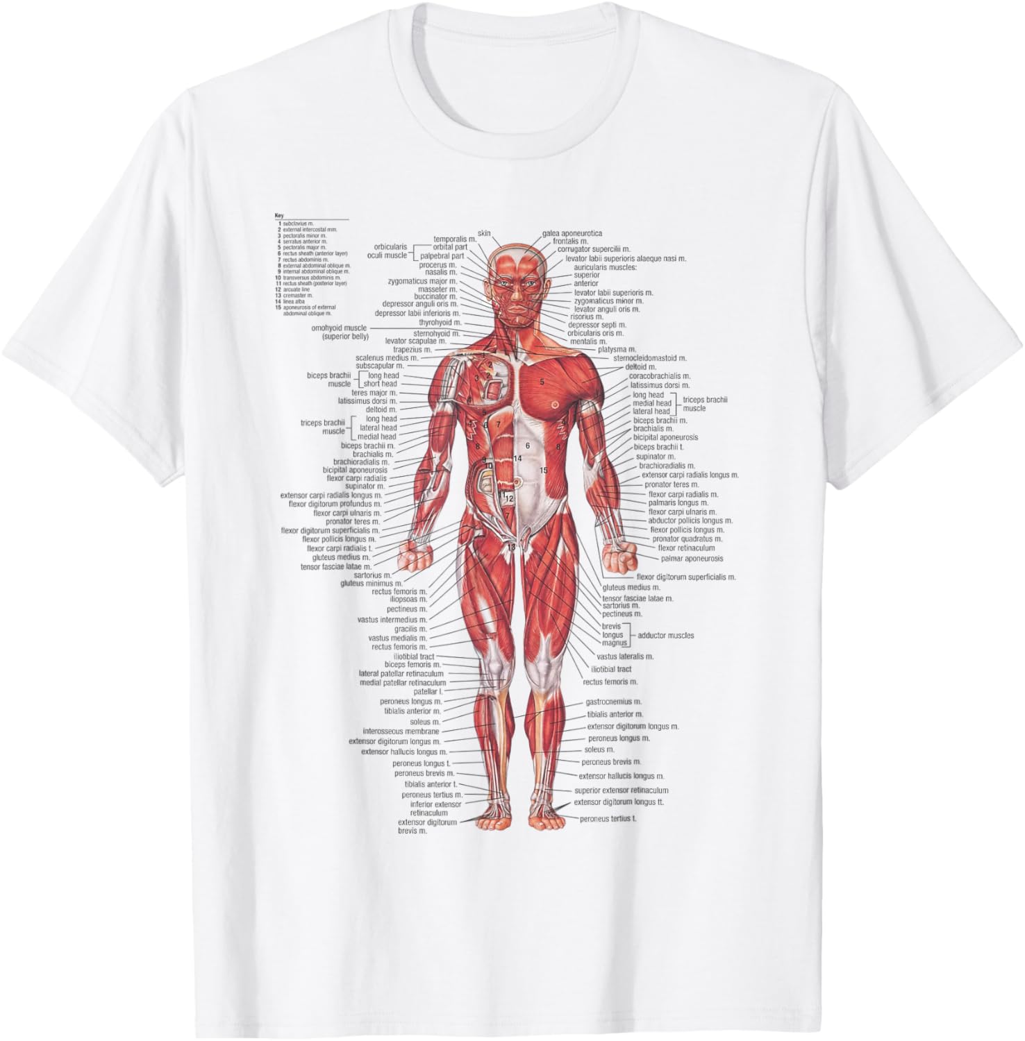 Anatomical Chart