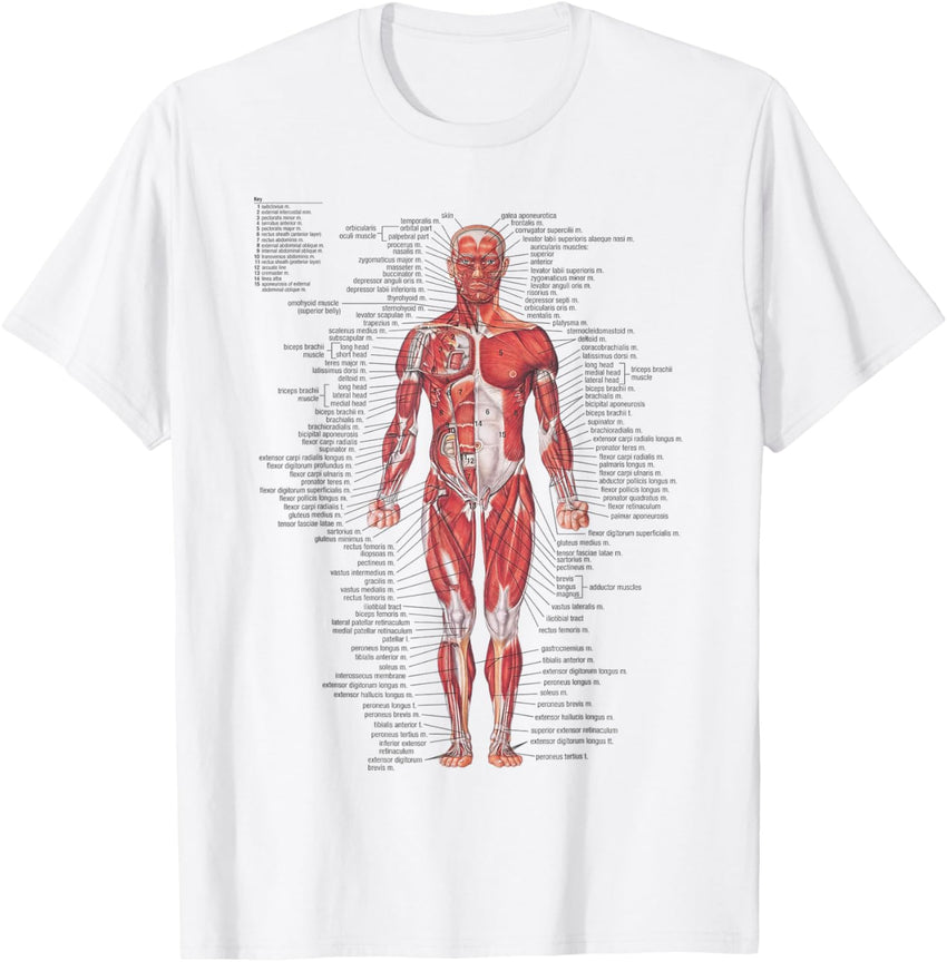 Anatomical Chart